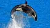 New report finds that killer whales aren’t attacking boats but are bored, playful teens