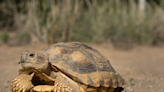 Roban 15 tortugas del Faunístico y recuperan a una que la vendían por WhastApp