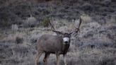 Help decide how wildlife is managed in Utah by applying to be on a Regional Advisory Council - The Times-Independent