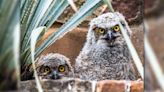 Wildflower Center says great horned owlets now ‘spreading their wings’