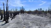 Los dos primeros incendios en el Parque Natural del Túria fueron intencionado y provocados con llama directa