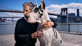 An A-List Animal Trainer Prepares a Great Dane for His Film Début