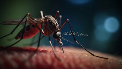La fiebre del dengue está en aumento a nivel mundial. Un planeta más cálido empeorará la situación
