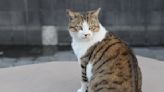 Old Lady Cat' Carrying Her Adopted Rescue Kitten Up the Cat Tower is Warming Hearts