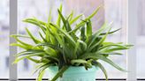 Aloe Plant Drooping: 7 Common Causes & How To Fix Them