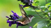 Hummingbirds galore: how to attract the birds to your backyard