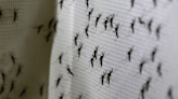 Liberan mosquitos genéticamente modificados para combatir una enfermedad tan vieja como conocida