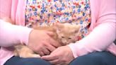 2-month-old Muskmelon is ready for adoption