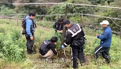 失聯移工梨山竊地種大麻 警扮農民逮3嫌