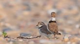 Endangered piping plovers return to breed on Lake County beach; ‘This is an amazing migration story’