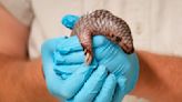 A second critically endangered Chinese pangolin is born in the Prague zoo in less than 2 years