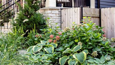 32 Easy Perennials for Shade That Will Bloom All Summer Long