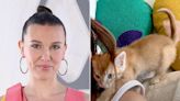 Millie Bobby Brown Fosters 'Handsome' New Kitten Following Marriage to Jake Bongiovi