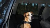 US eases some border rules for Canadians travelling with dogs | Canada