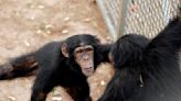 Remembrances of apes past: Chimpanzees and bonobos can recognize long-lost friends