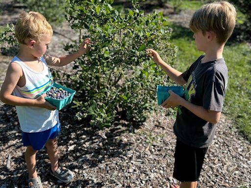 Blueberry season is earlier than ever. Here some local farms where you can pick your own