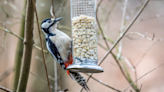 People around the world got really into feeding birds during the pandemic