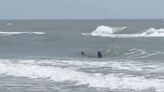 Un requin attaque 4 personnes sur une plage du Texas, une première en 5 ans