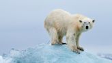 Woman Injured By Polar Bear At Norway Campsite