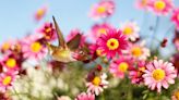 Plant These Eye-Catching (and Nectar-Rich) Flowers to Attract Hummingbirds to Your Yard