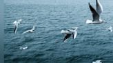 North Sea platforms survey to assess seabird nesting patterns