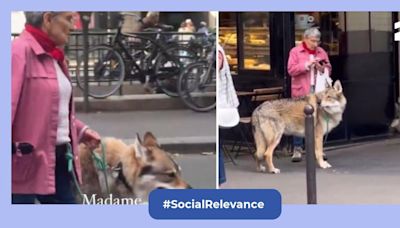 Viral video: Woman walks her pet in Paris, internet confused if it is a dog or a wolf