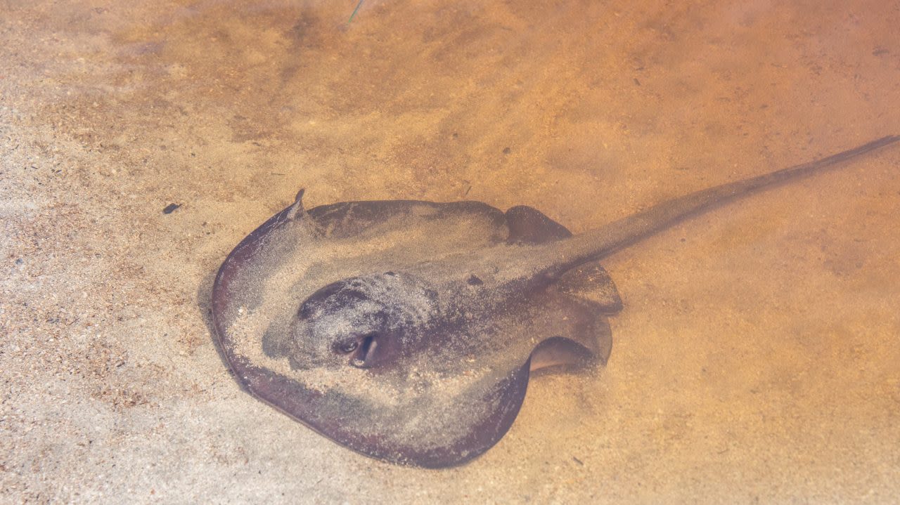 How common are stingray stings on the California coast?