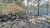 In pictures: Wildfire-hit nature reserve a year on