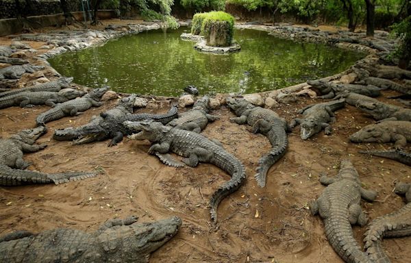 Mother arrested for throwing disabled son into crocodile-infested canal in India