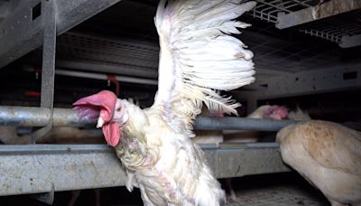 Hens found suffering at free-range RSPCA-backed egg farms supplying M&S and Tesco, activists say