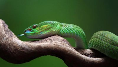 Salvan la vida de un hombre contando los dientes de la serpiente que le mordió