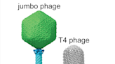 被稱為「巨型噬菌體」的巨型病毒可以幫助我們對抗抗生素抗藥性