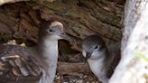 After Rats Were Eradicated From This Small Island, Seabirds Thrived