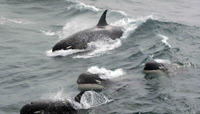 Scientists may finally have answer to why killer whales keep attacking boats near Gibraltar
