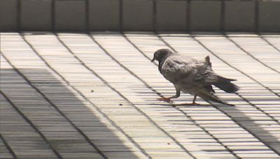 禁餵野鴿即日起生效 最高罰款十萬元及監禁一年