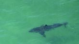 Shark warning as people told to stay close to emergency responders