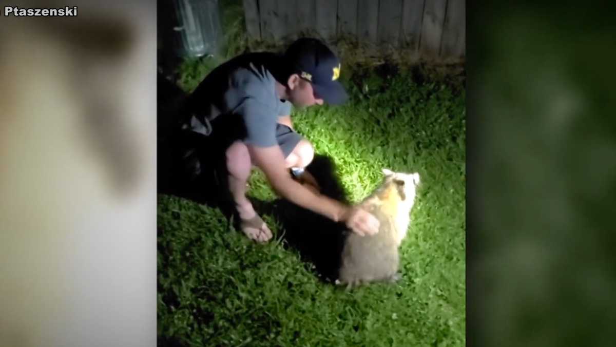 Caught on camera: Man hailed as a hero for saving choking raccoon