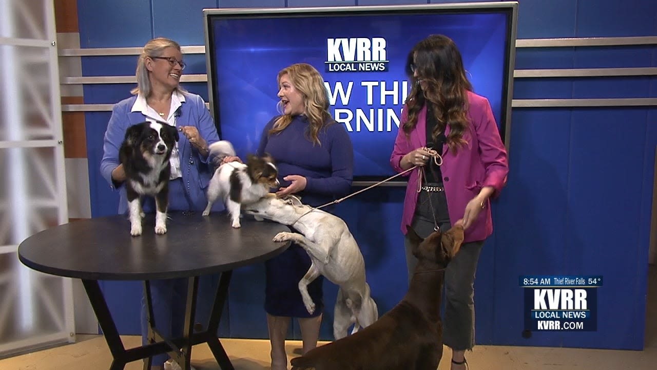 LIVE: Fargo-Moorhead Kennel Club All-Breed Conformation Show - KVRR Local News