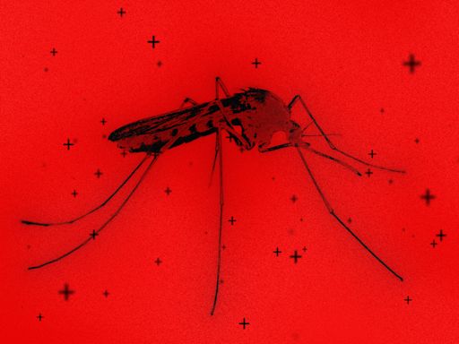 The West Nile virus is detected in Houston and other parts of the U.S. Should you be worried about mosquito-borne illnesses?