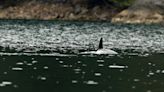 Orphan B.C. orca ‘likely’ seen at Friendly Cove on Vancouver Island: researcher | Globalnews.ca