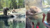 Hangry bear gobbles up ducklings at the zoo in front of horrified children: ‘That was not nice’