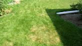 Does your lawn have brown patch? You may want to change your watering habits.