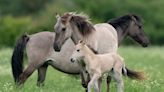 Konik foals and Highland calves brought in to help manage nature reserve