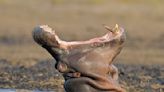 Watch This Angry Hippo Take a Bite Out of a Safari Vehicle