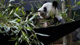 Zoo Atlanta will return giant pandas to China by end of 2024