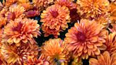 How to Grow and Care for Mums—a Fall Classic