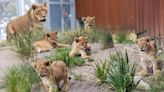 Five lions escape zoo during "Roar and Snore" sleepover for guests