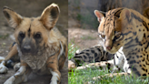 Two ABQ BioPark animals euthanized after health issues