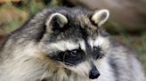 Rabid raccoon attacked 2 people in Ocean City, health officials say