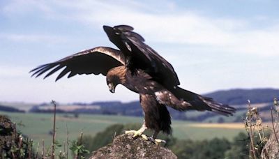 Hérault : L’opérateur des éoliennes poursuivi après la mort d’un aigle royal